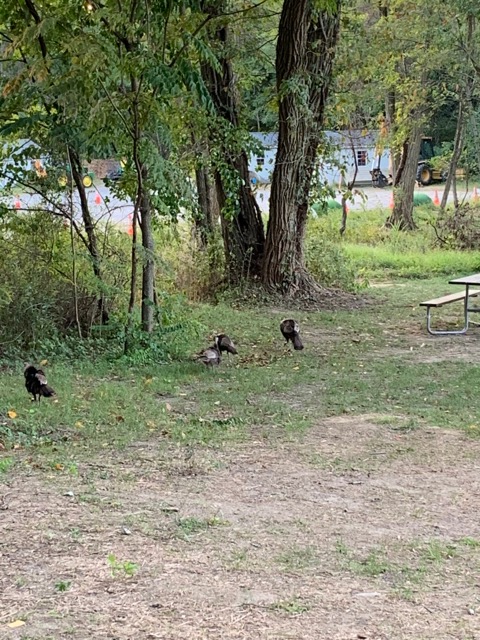 Turkeys